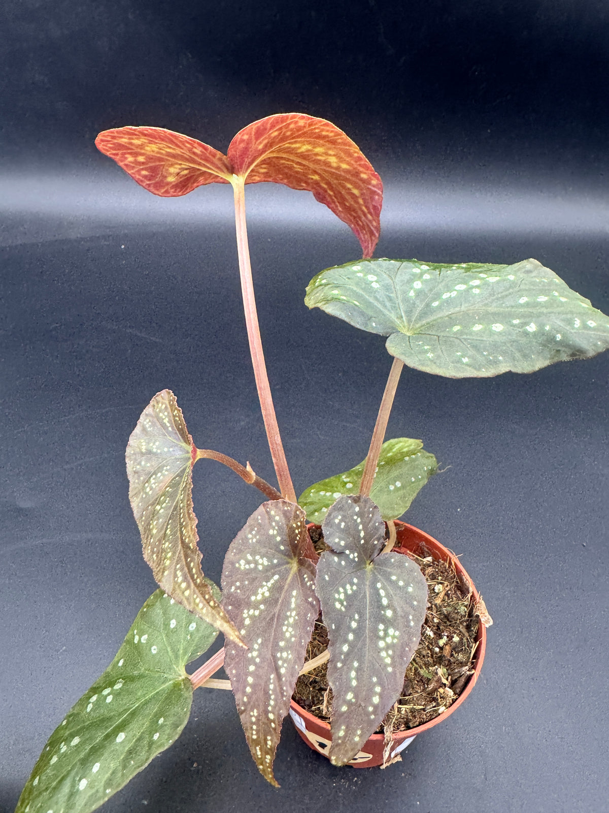 Begonia Pandora