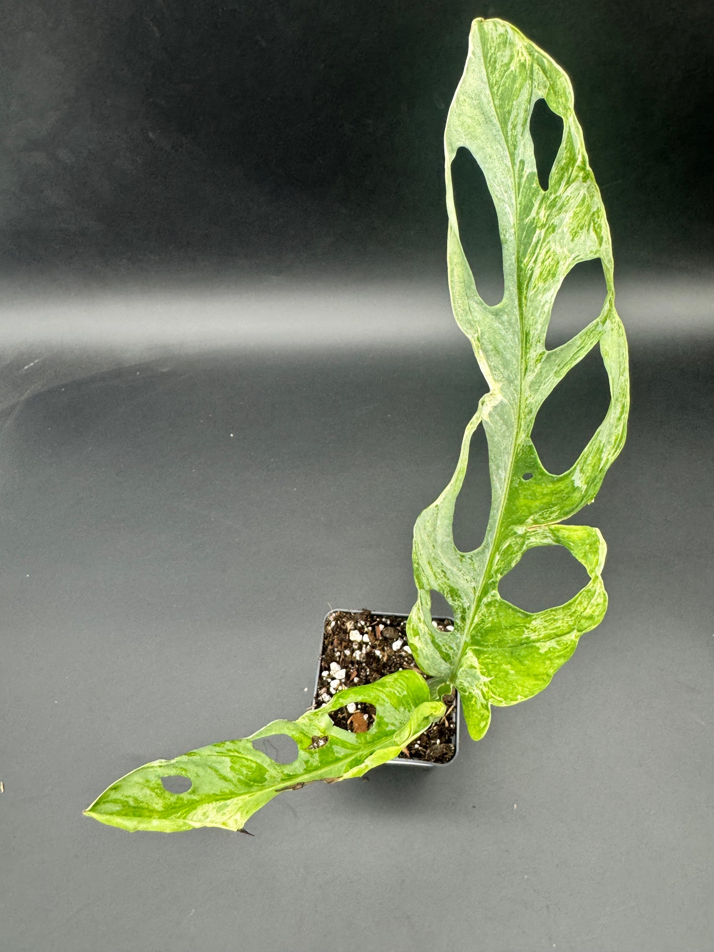Monstera Adansonii Indonesien marble cutting leicht bewurzelt