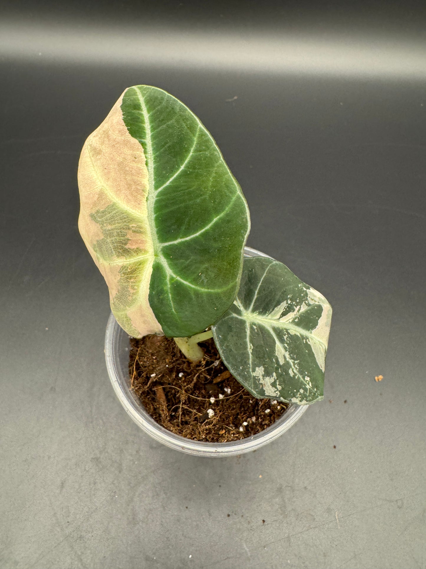 Alocasia black velvet pink variegata