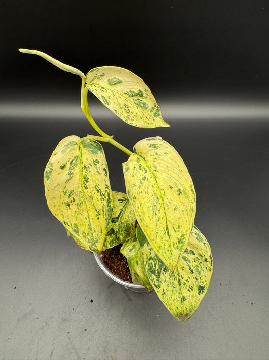 Scindapsus jade Satin Creme brulee