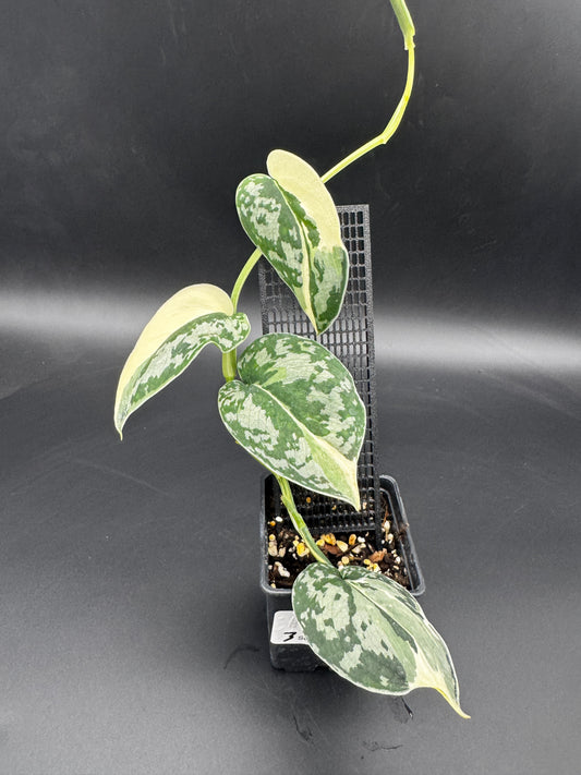 Scindapsus Mayari