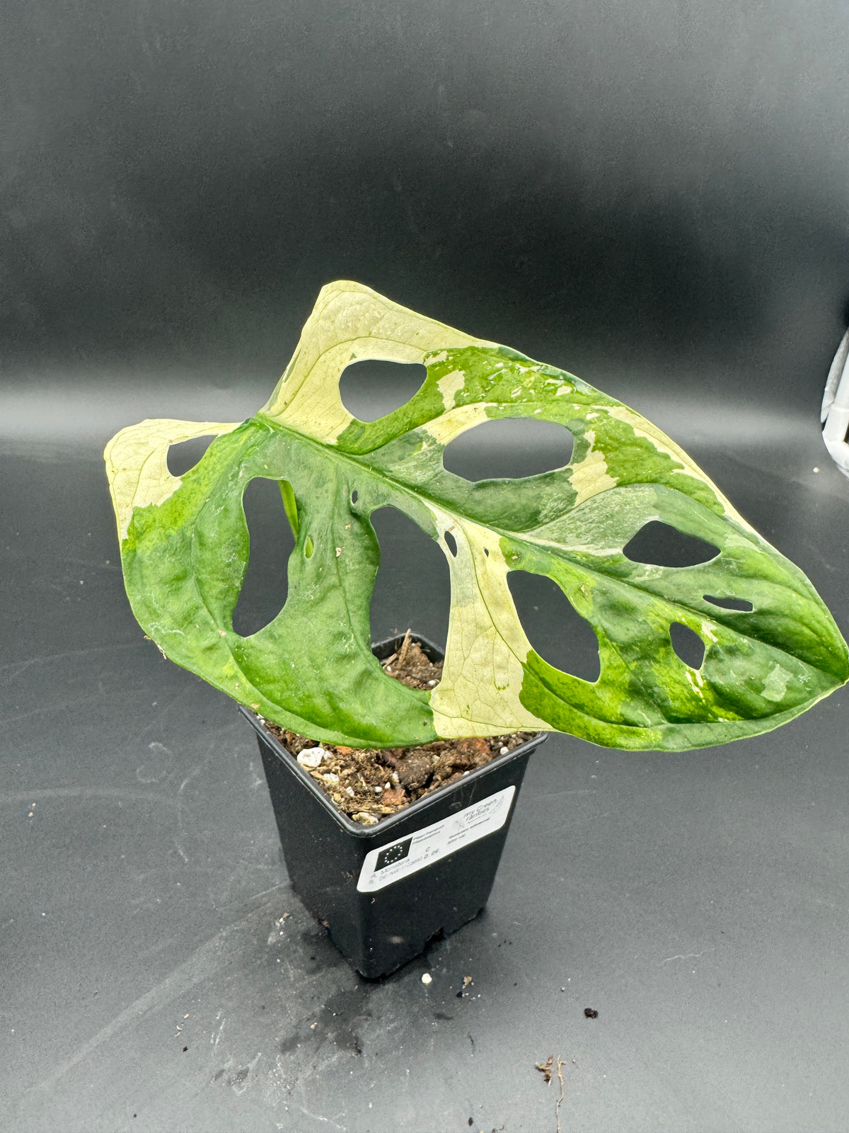 Monstera adansonii albo variegata