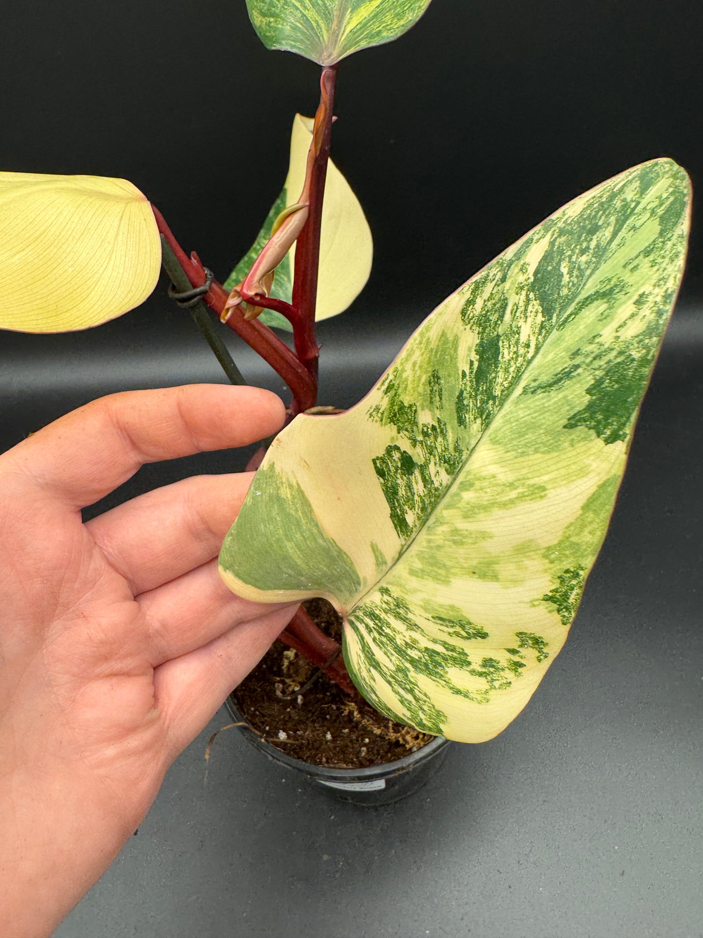 Philodendron strawberry Shake