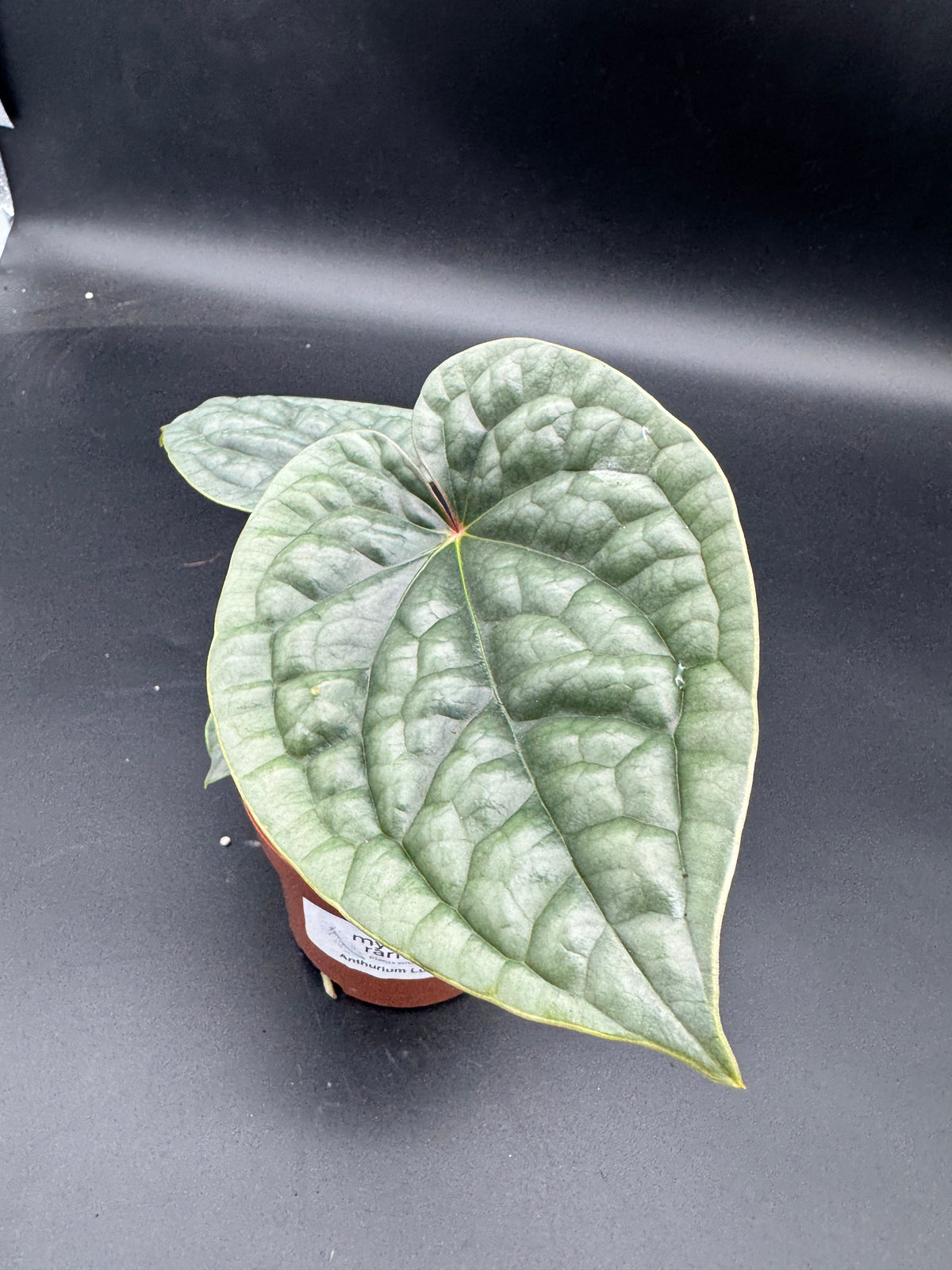 Anthurium Luxurians