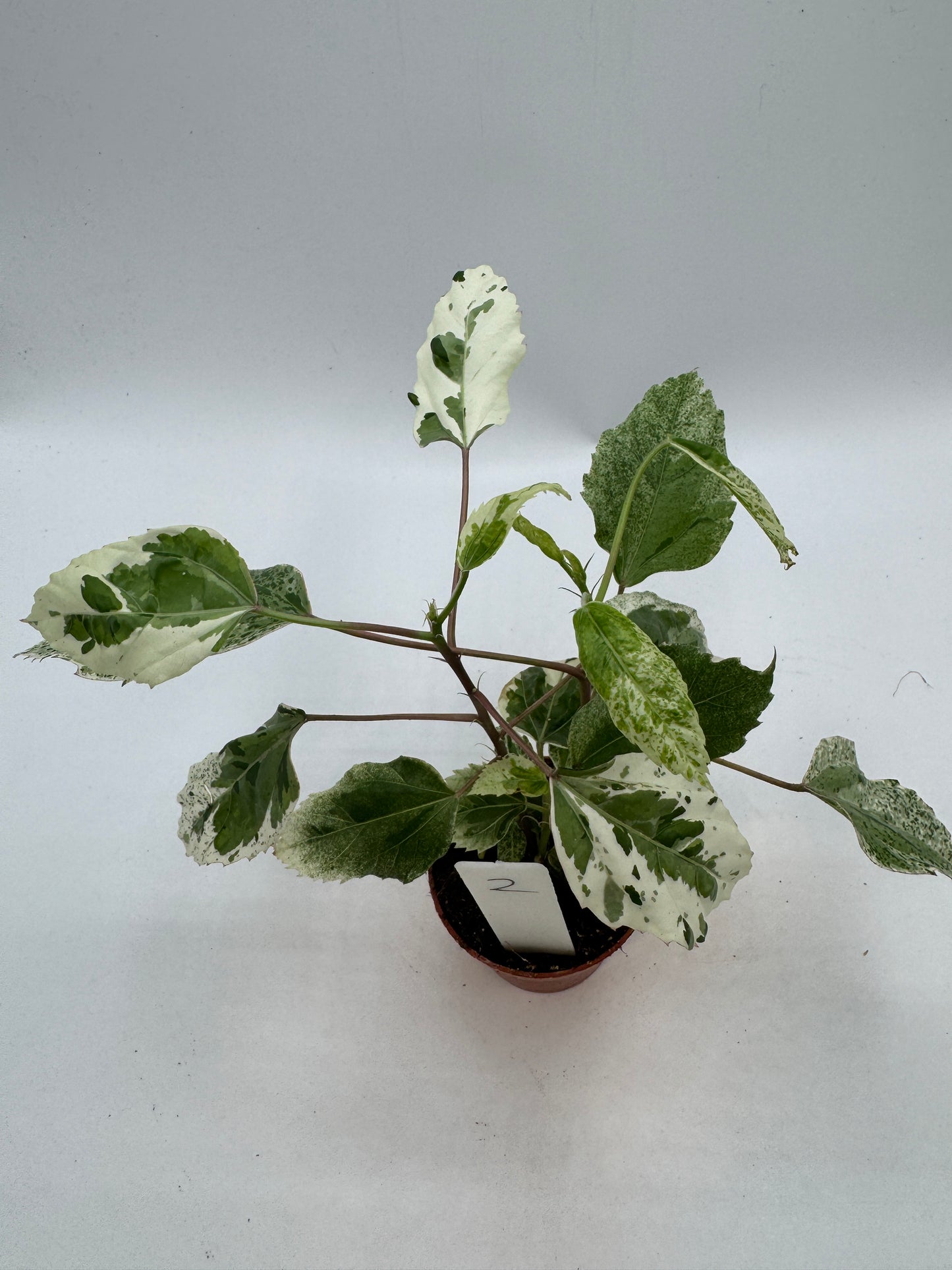 Hibiskus variegata
