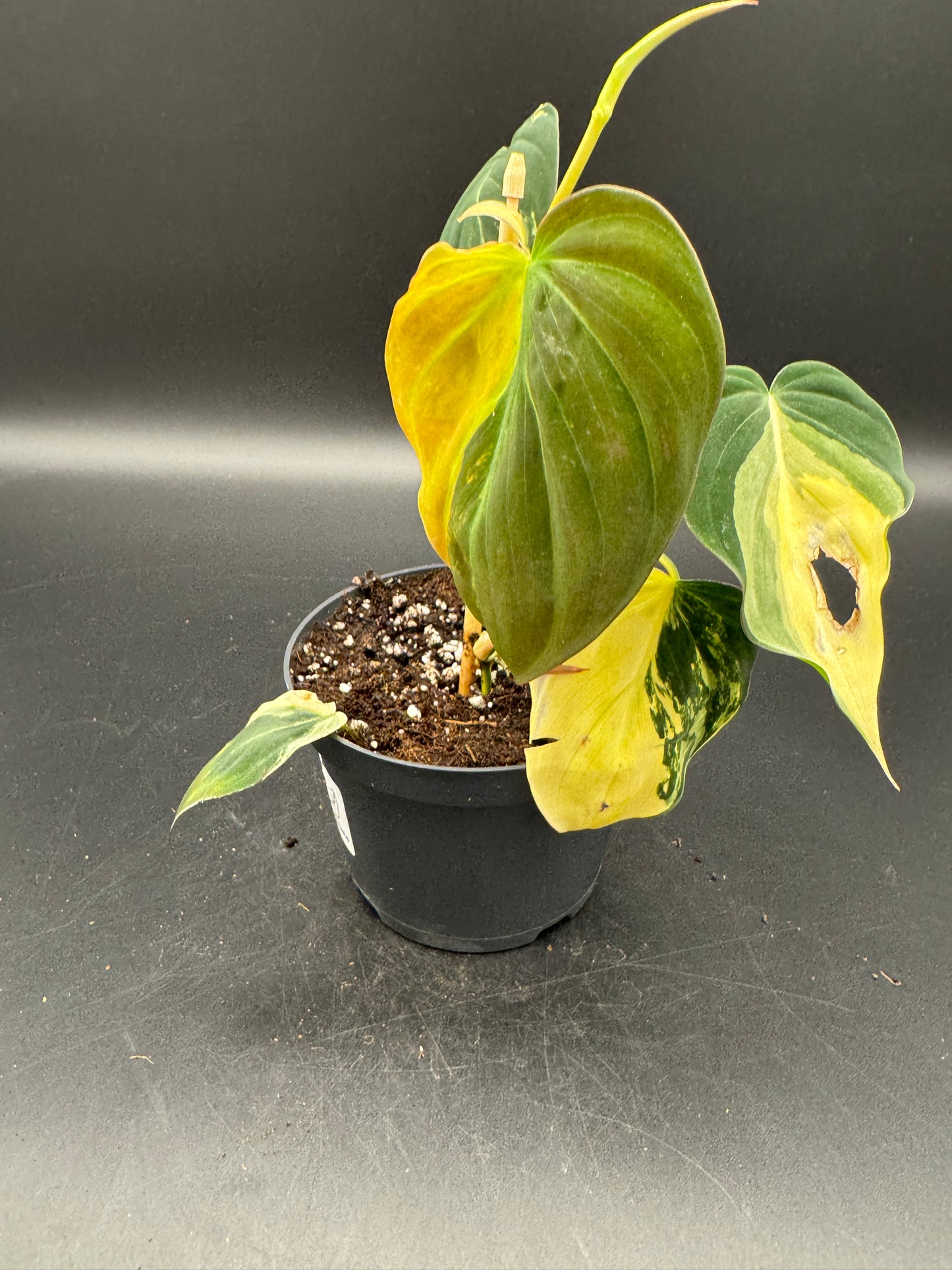 Philodendron micans variegata