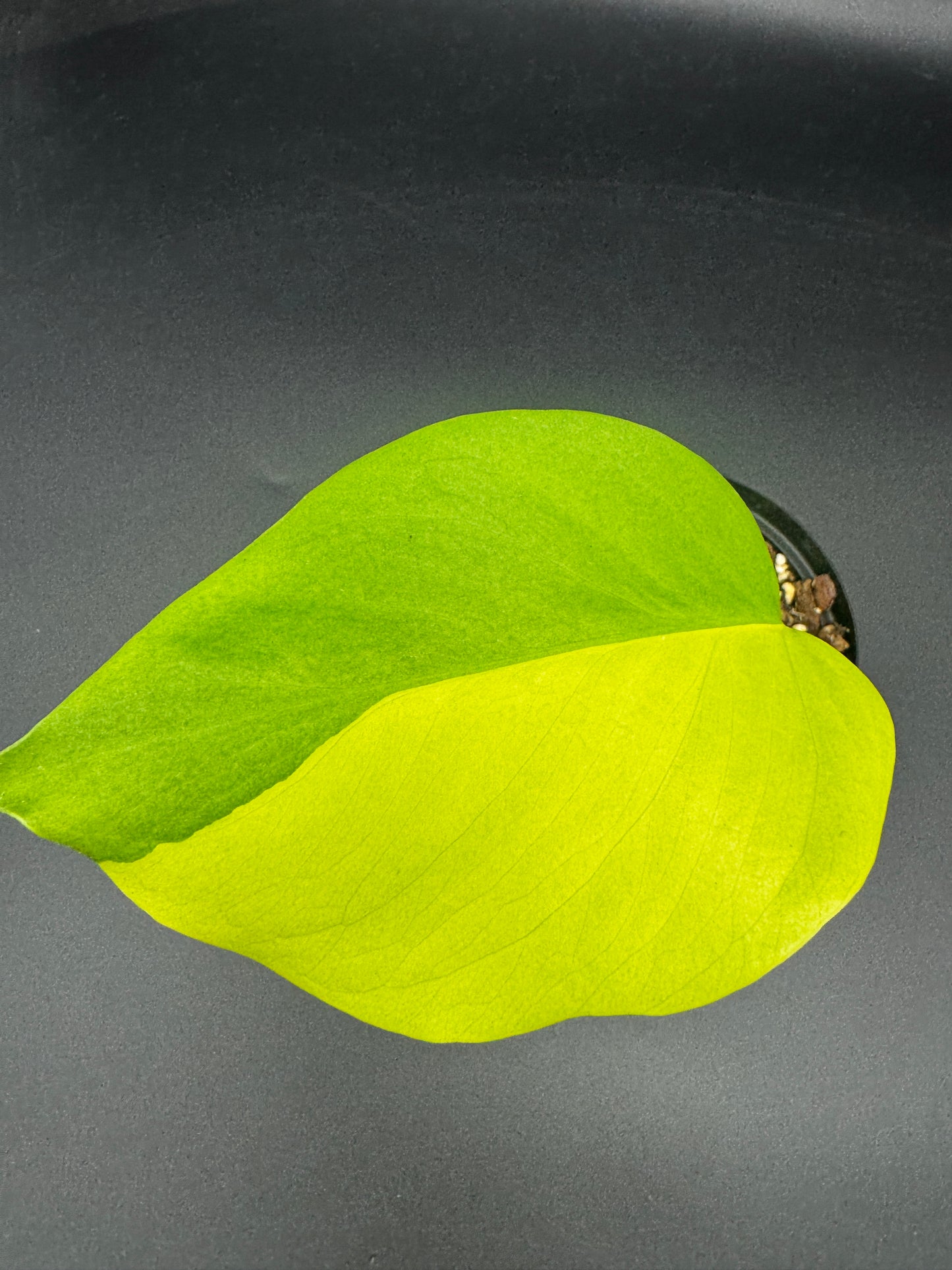Monstera deliciosa Aurea