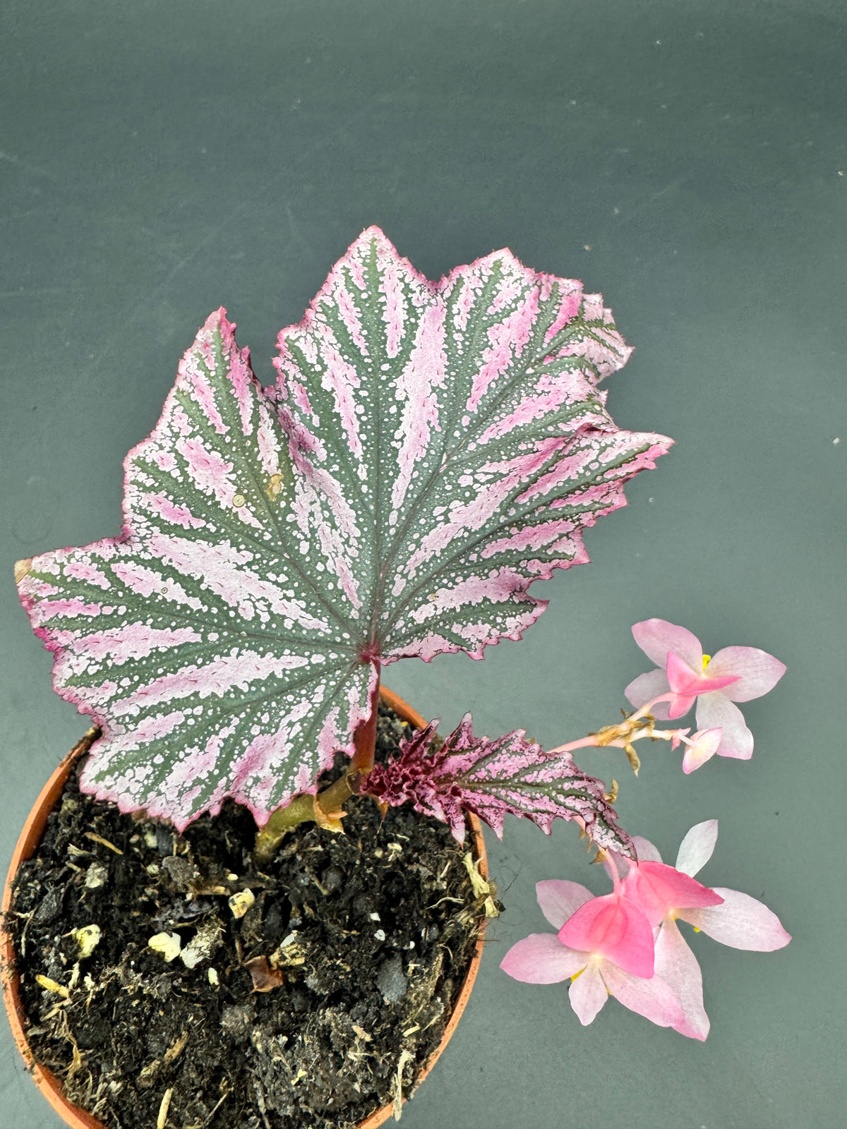 Begonia pink minx