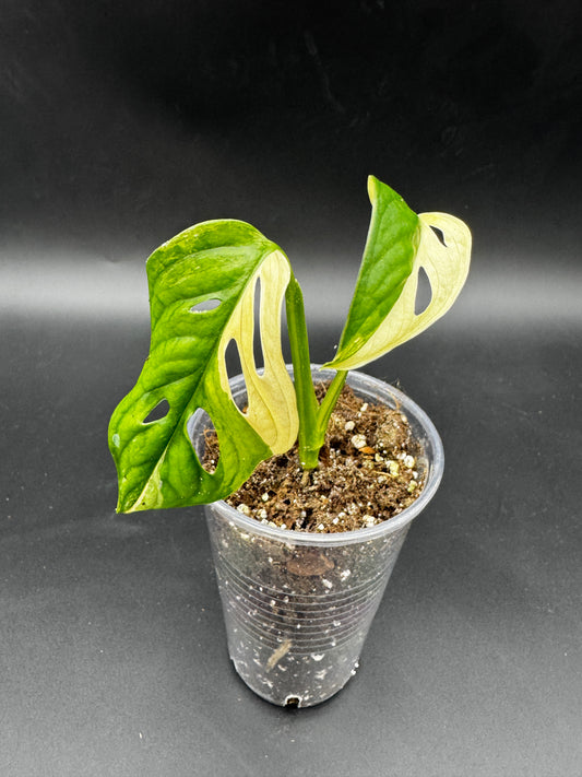 Monstera Adansonii Albo variegata
