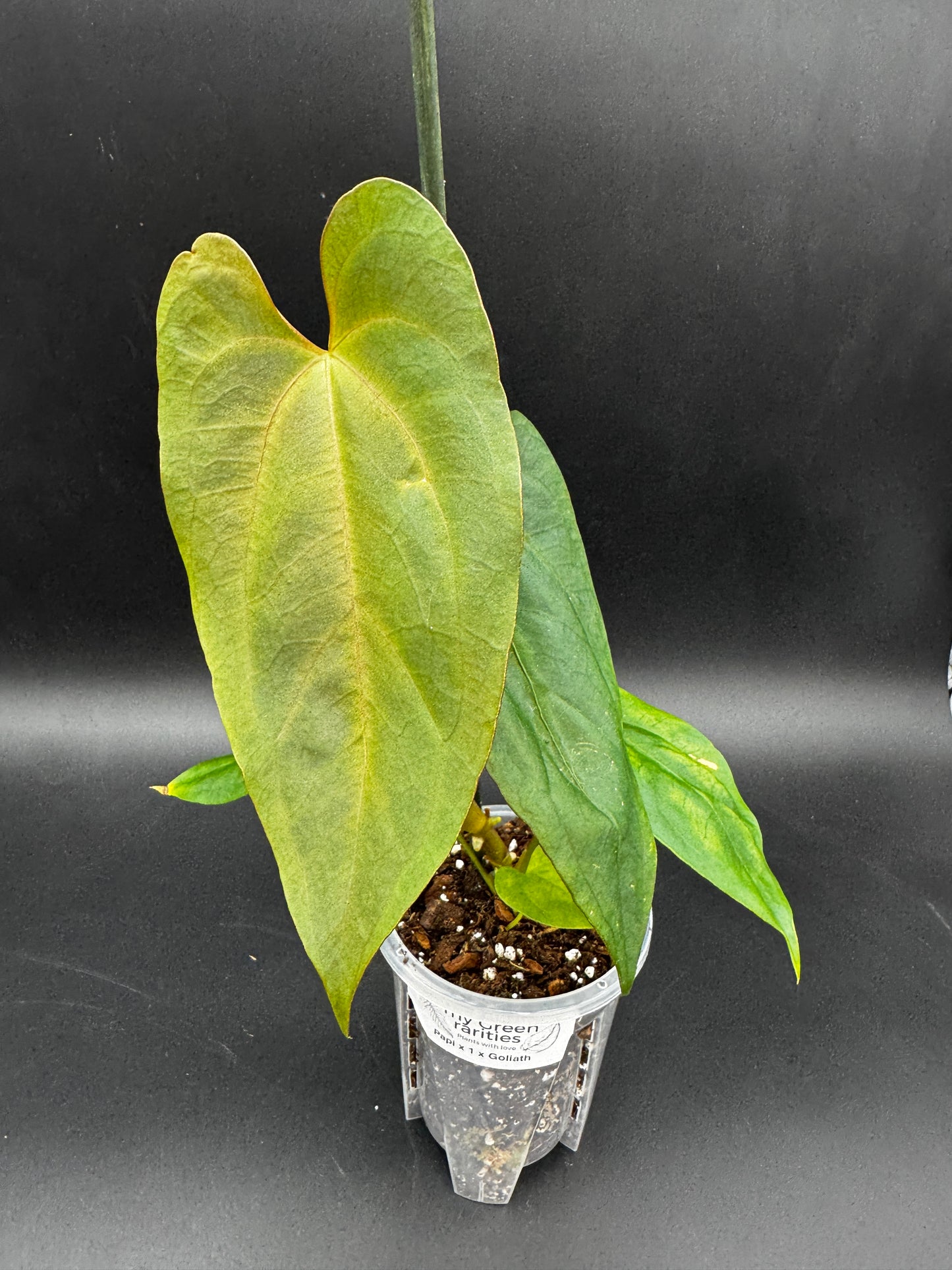 Anthurium Papi x Goliath