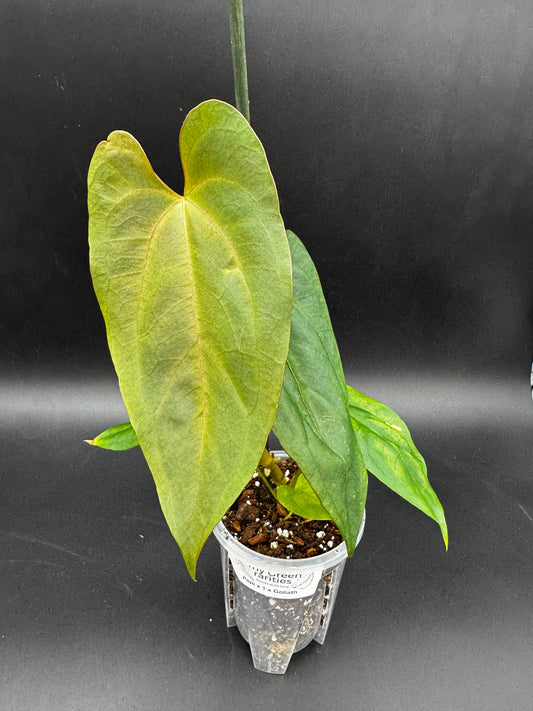Anthurium Papi x Goliath