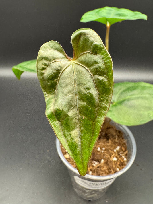 anthurium papillilaminum x king of spades