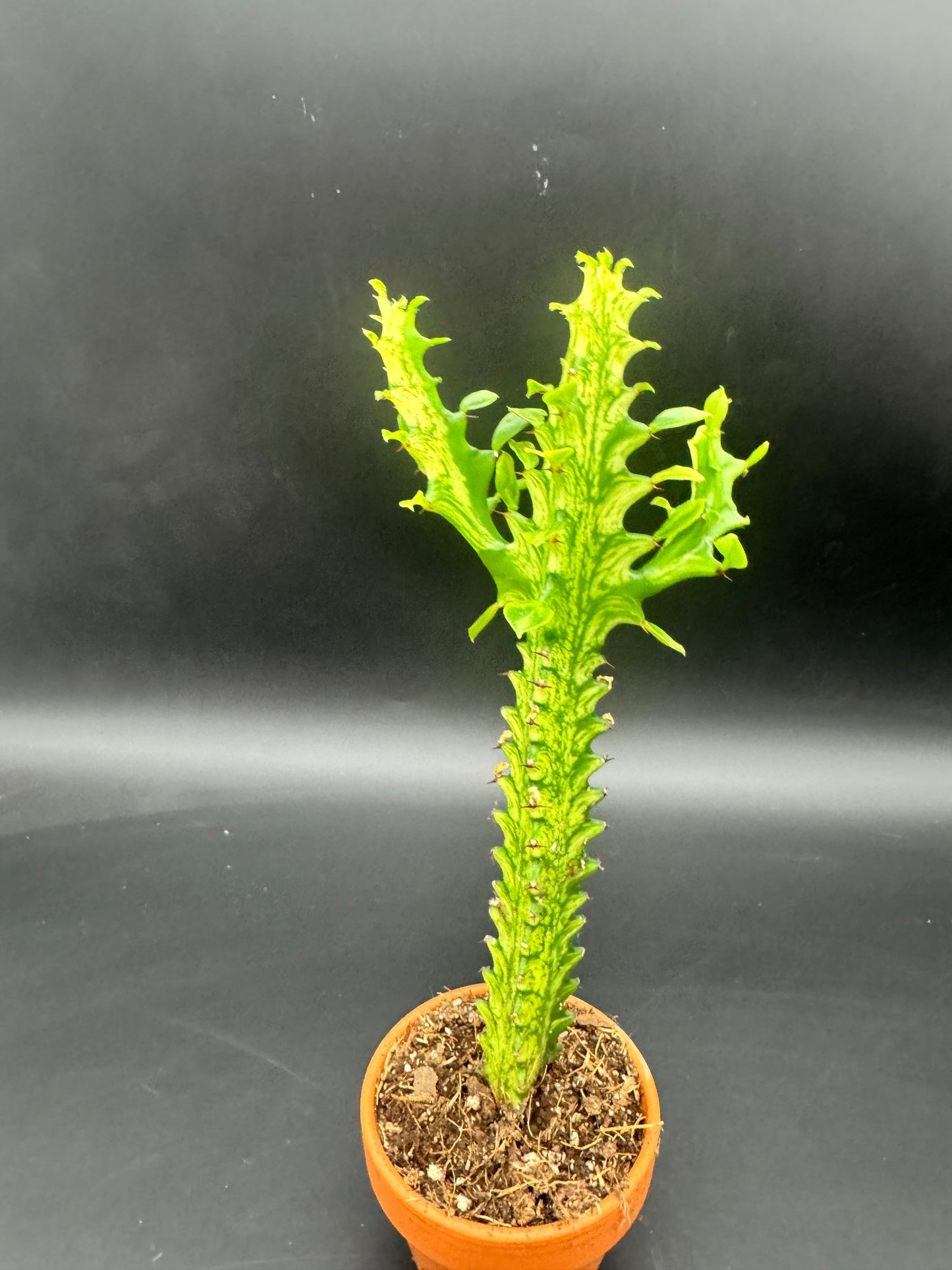 Euphorbia lactea ‘Variegata’