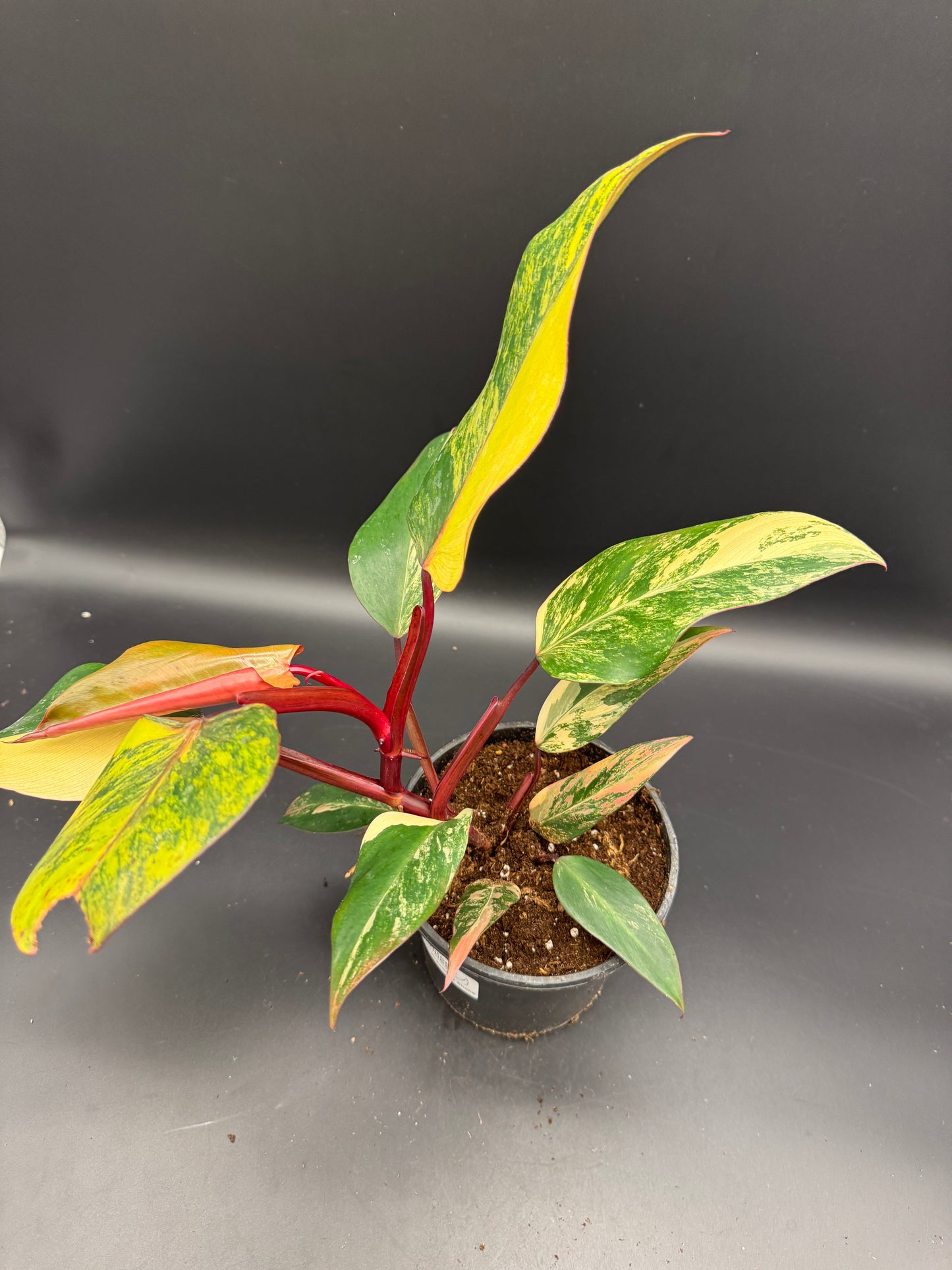 Philodendron strawberry Shake