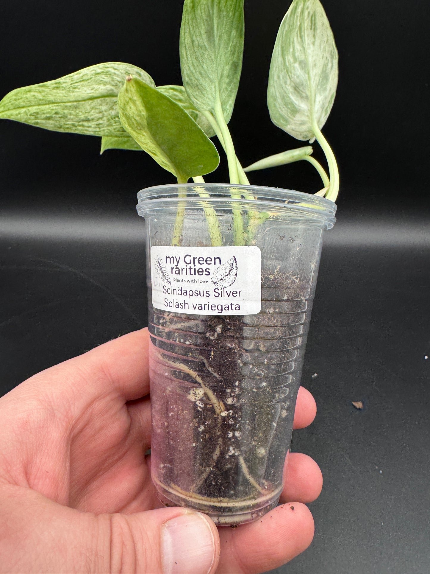 Scindapsus Silver Splash variegata