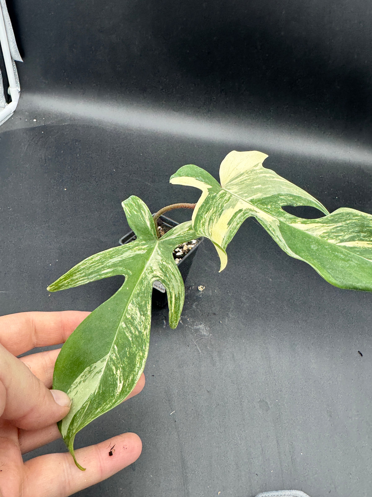 Philodendron Florida Beauty