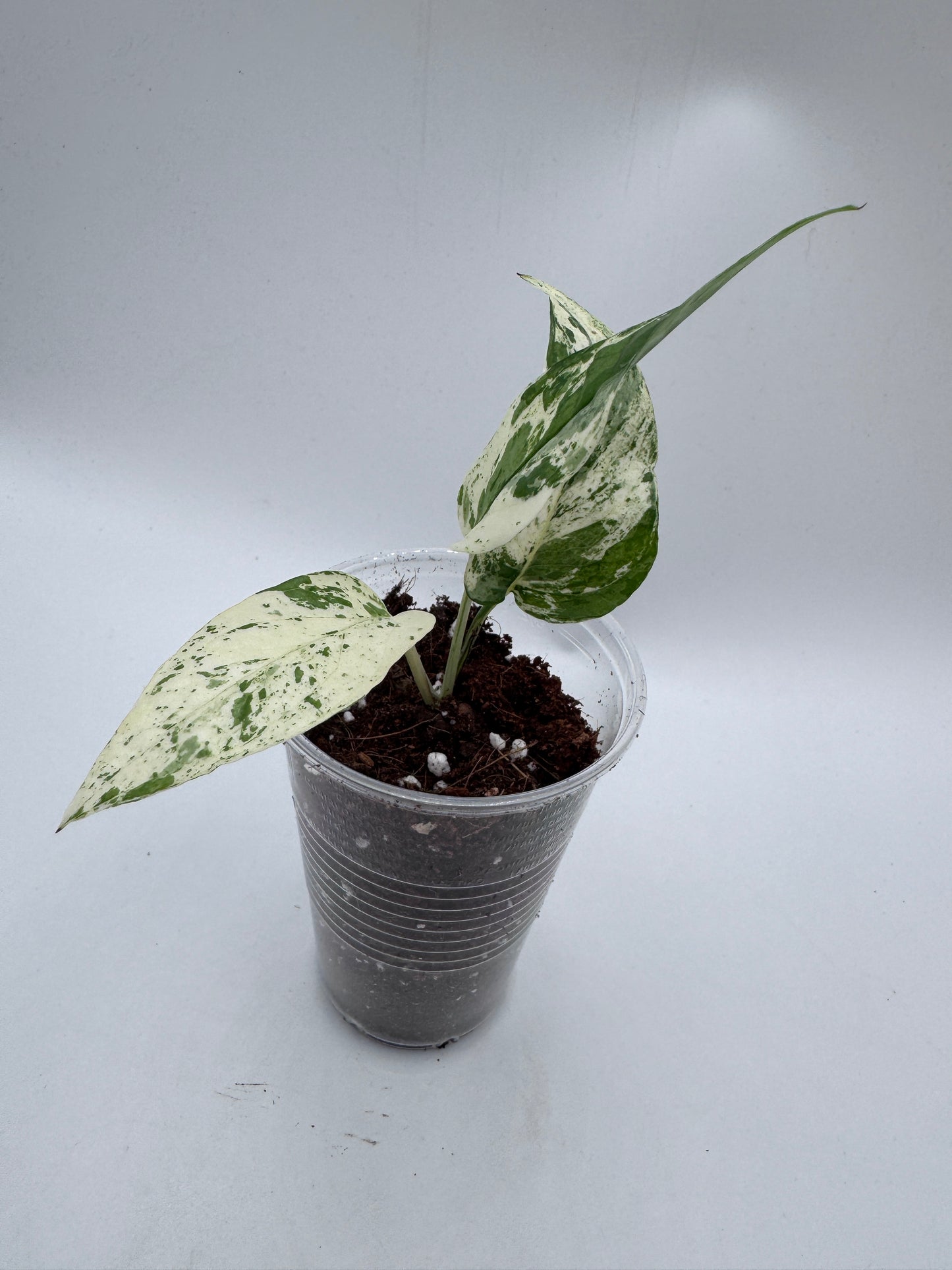 Variegated Choice Trio #2