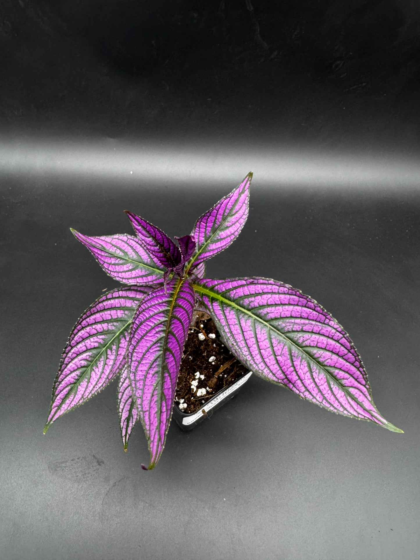 Strobilanthes persian shield