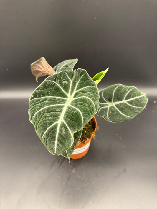 Alocasia Black velvet
