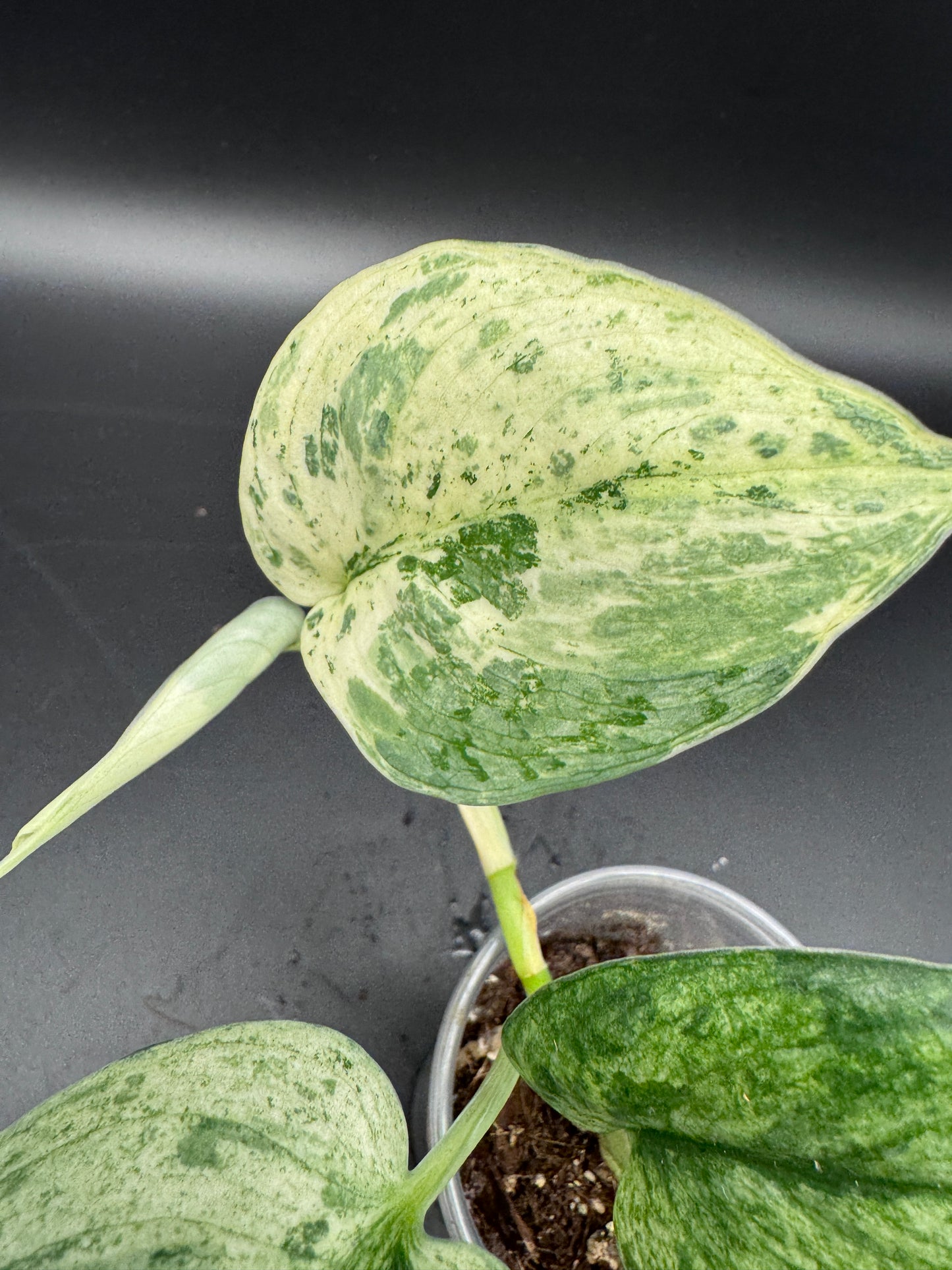 Scindapsus Silver Splash variegata