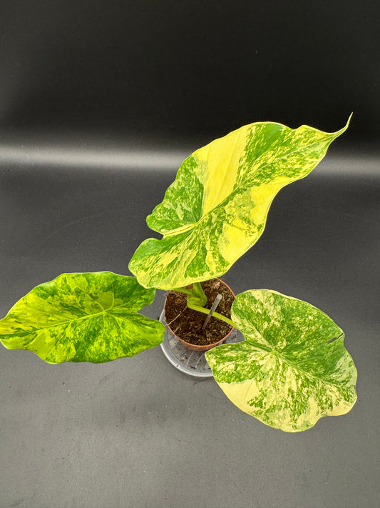 Alocasia Gageana Aurea