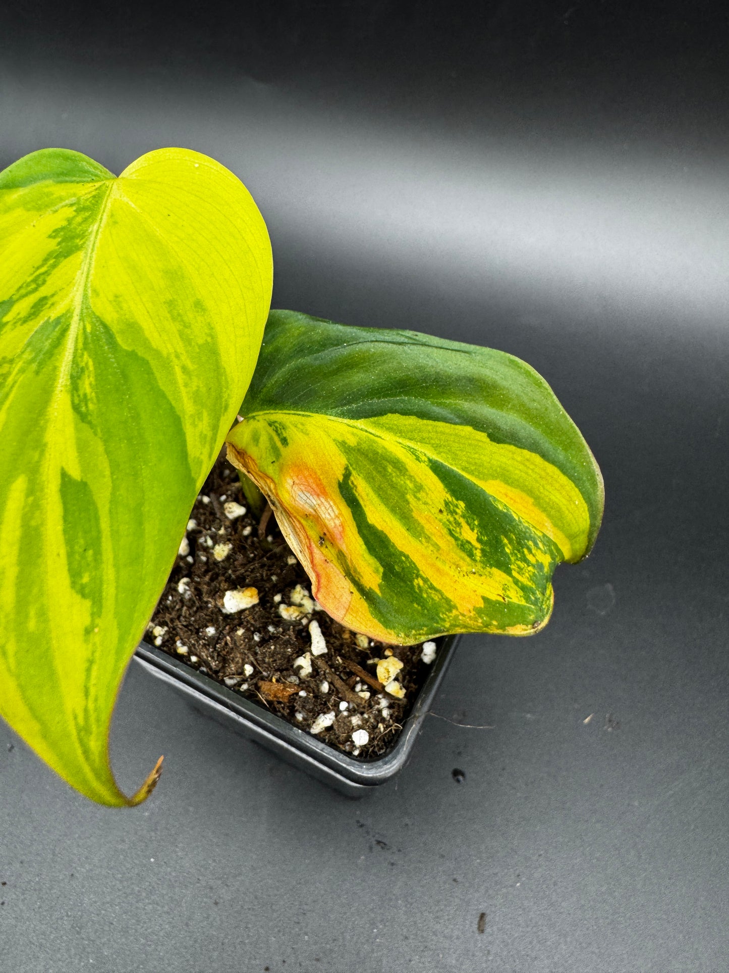 Philodendron micans variegata