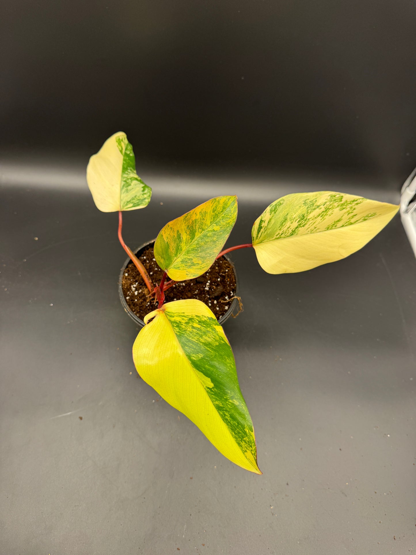 Philodendron strawberry Shake