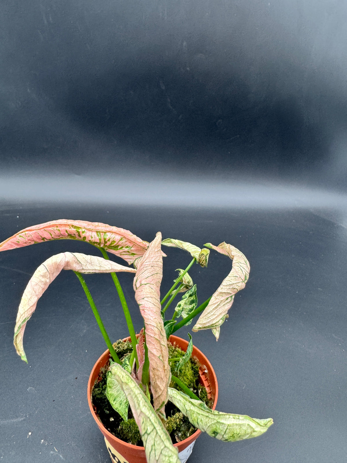 Syngonium pink rolli