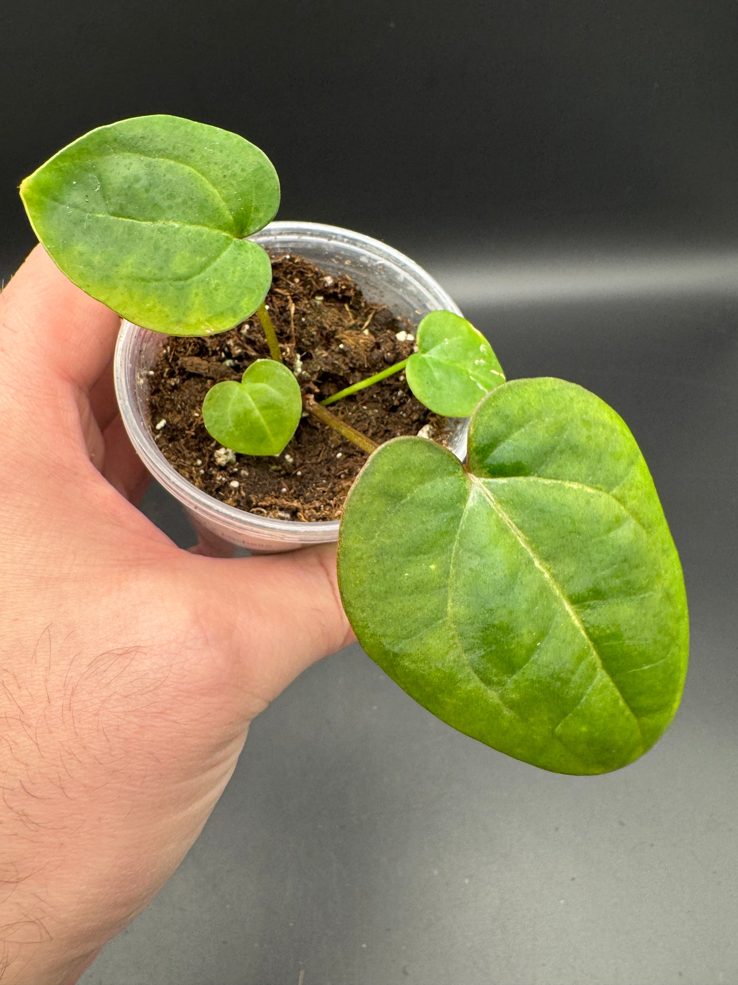 Anthurium AoS dfxgf × Michelle