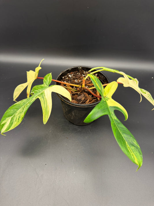 Philodendron Florida Beauty