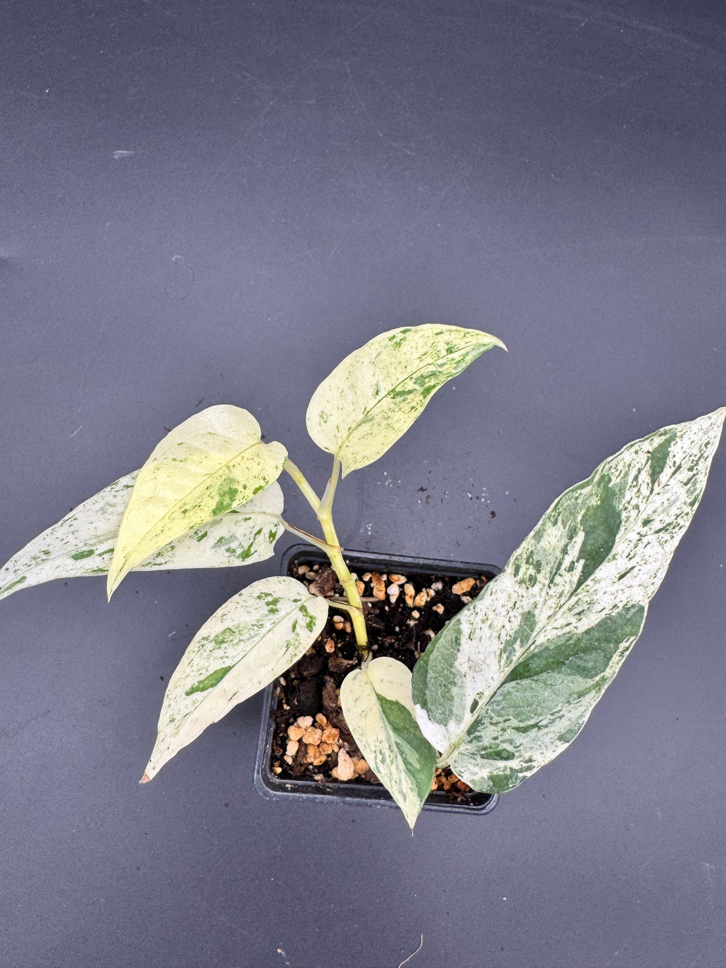 Epipremnum pinnatum Cebu Blue Marble variegata