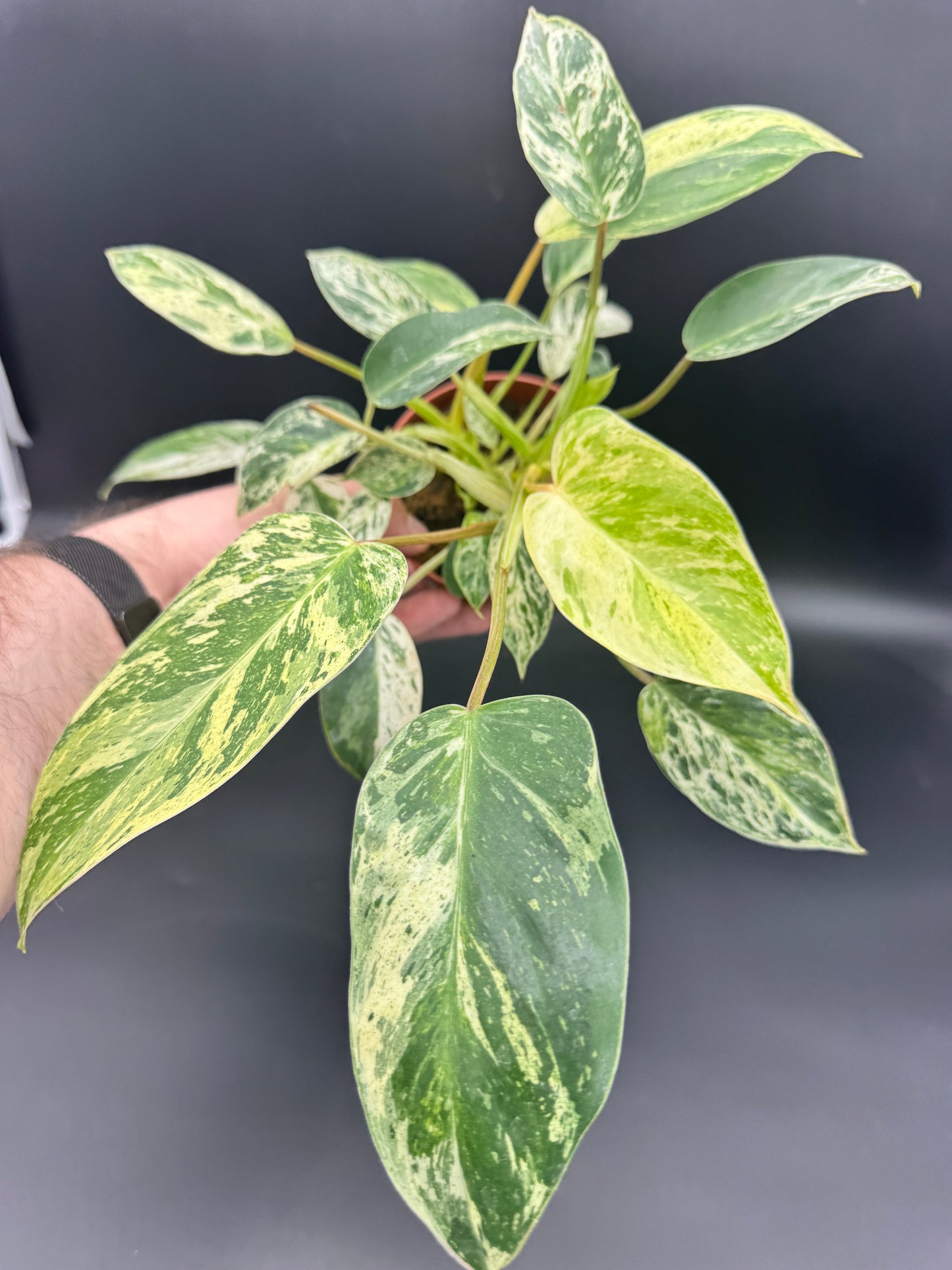 Philodendron Emerald Queen Variegata
