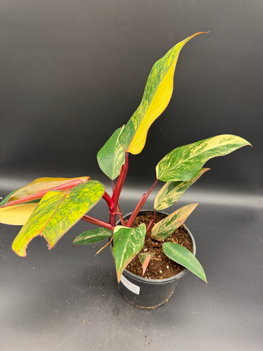 Philodendron strawberry Shake