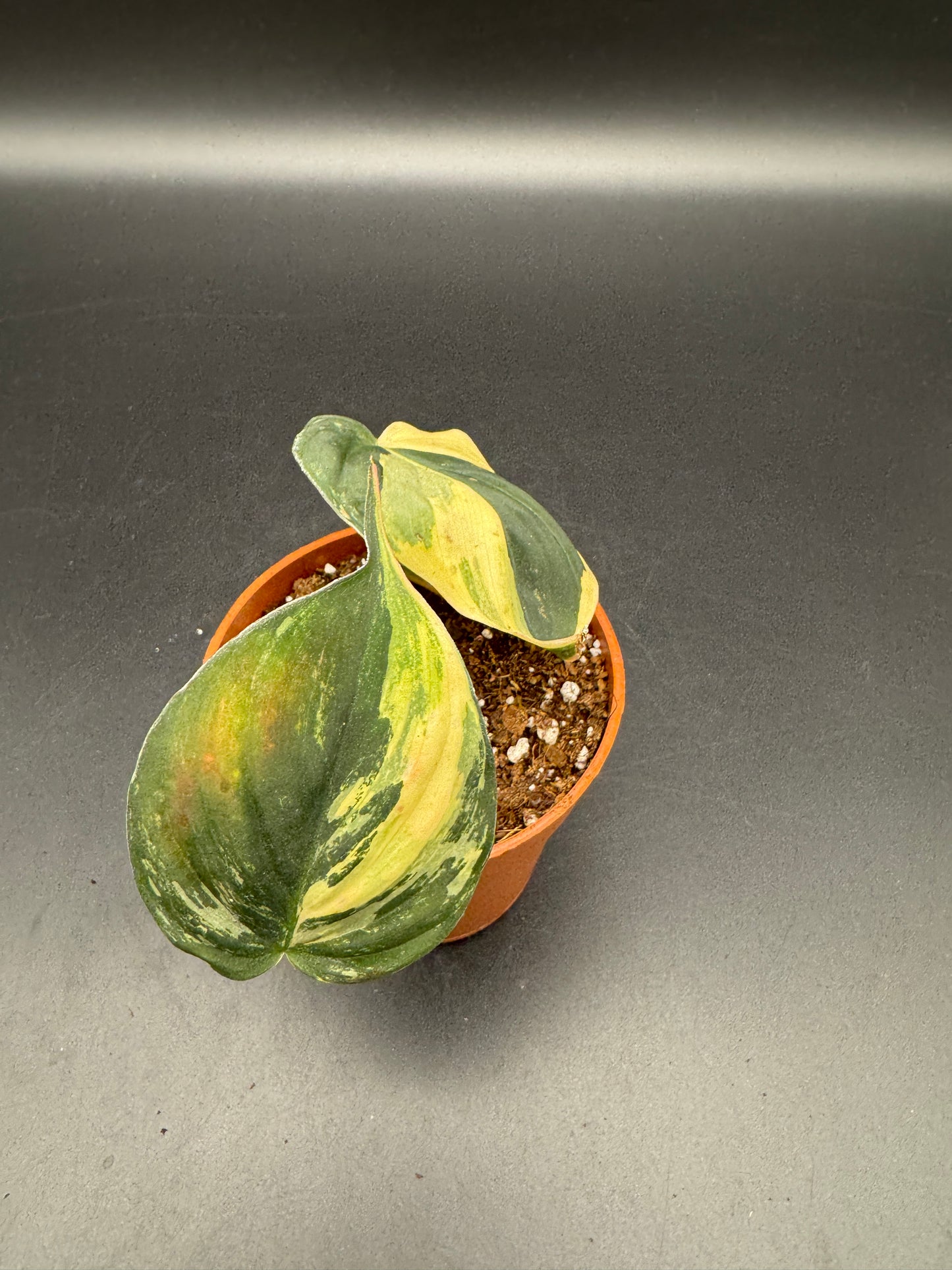Philodendron micans variegata
