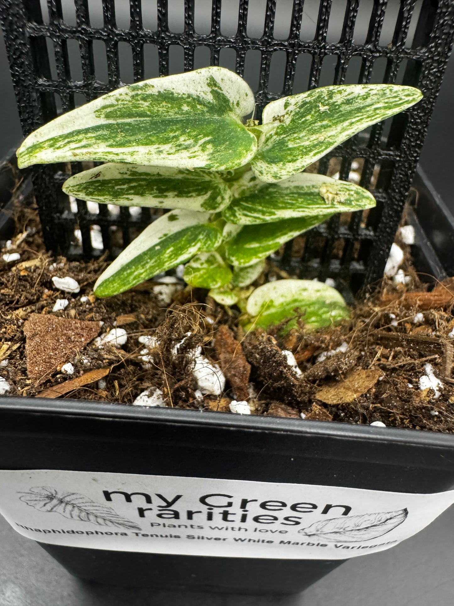 Rhaphidophora Tenuis Silver white Marble variegata