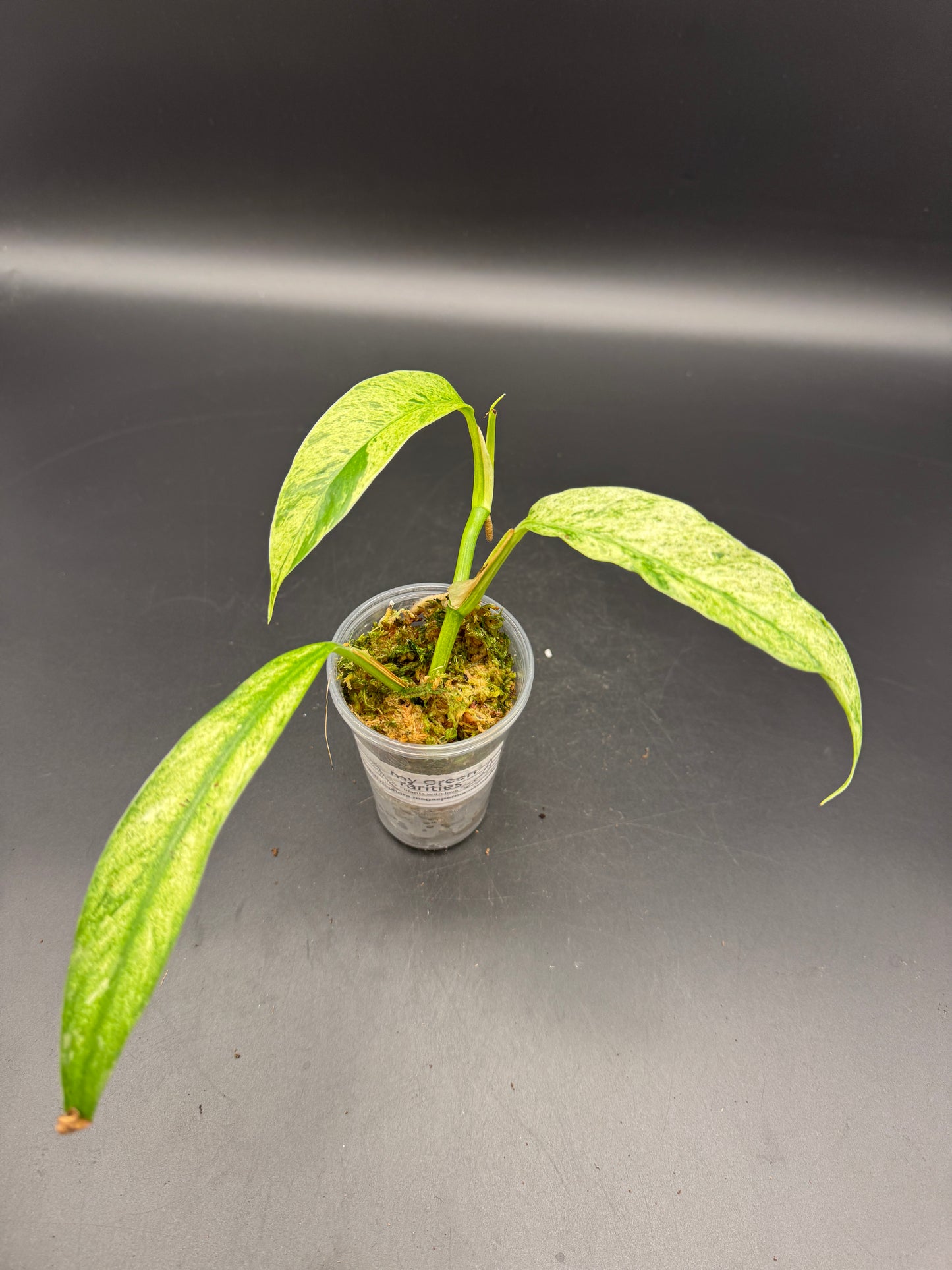 Rhaphidophora Megasperma variegata