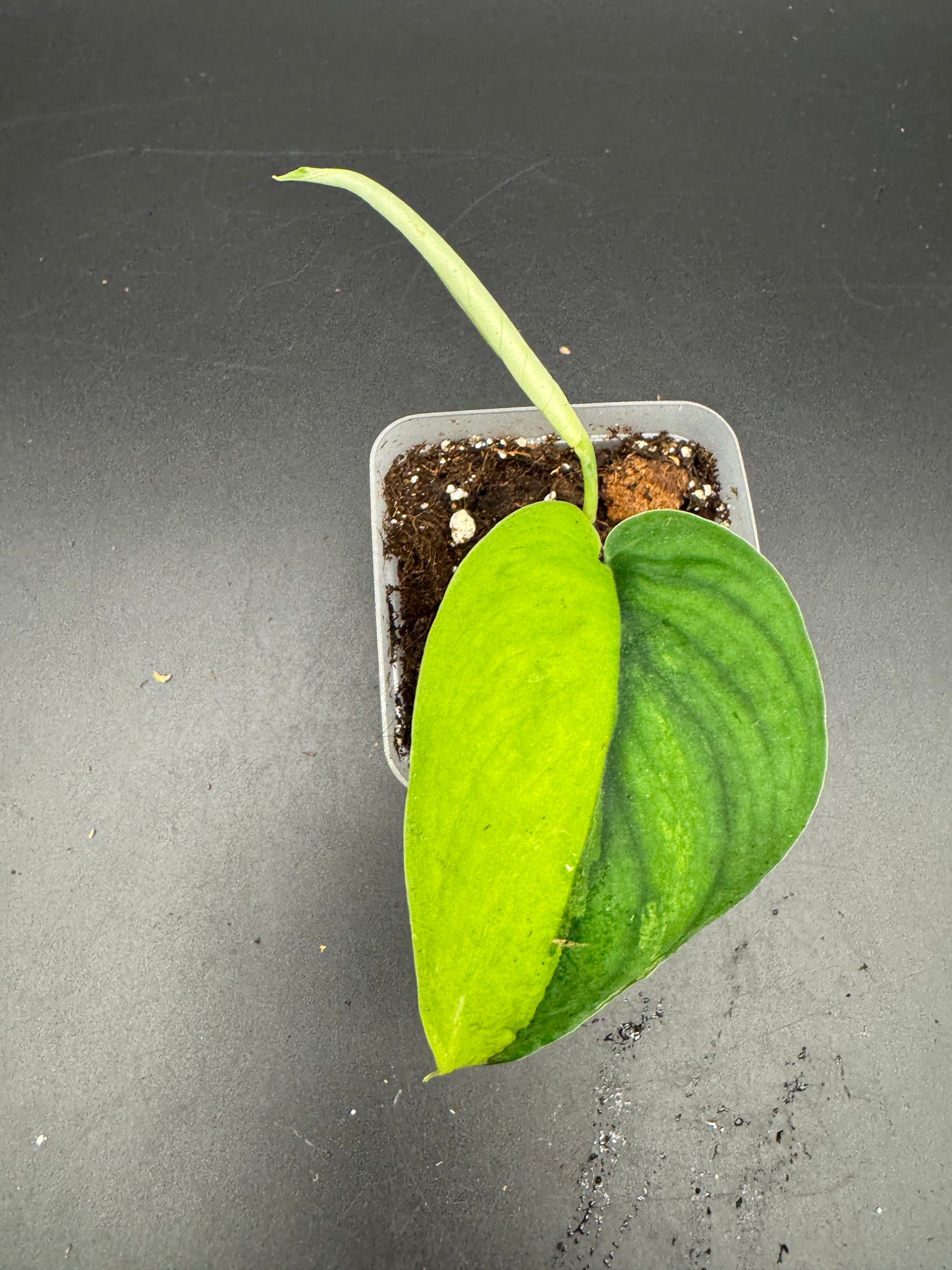 Scindapsus Jade Satin Aurea variegata