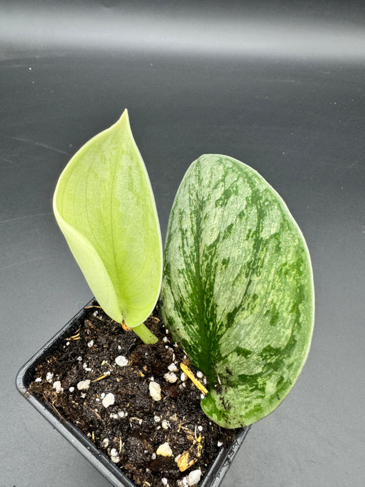 Scindapsus Exotica Hologram