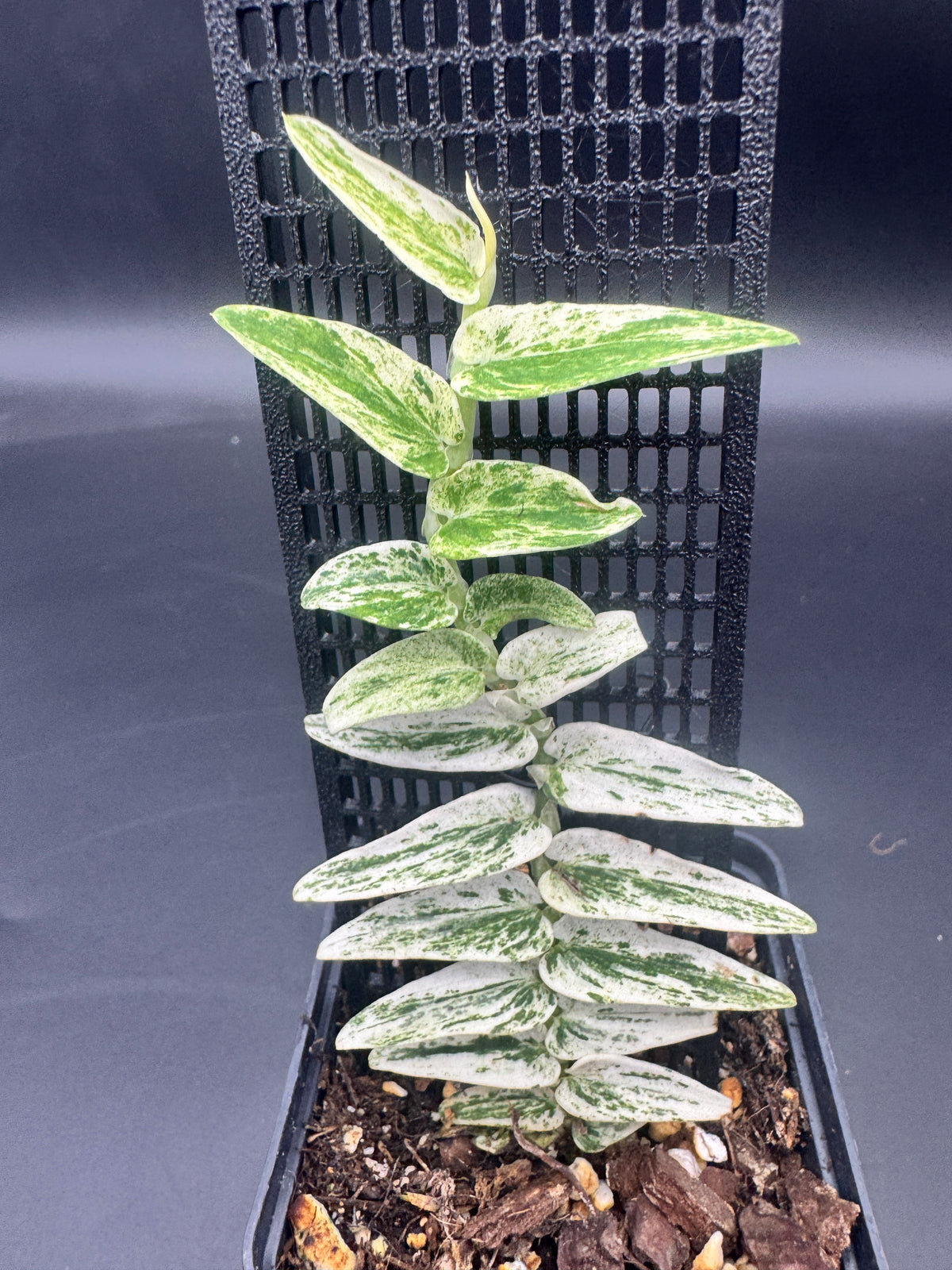 Rhaphidophora Tenuis Silver white Marble variegata