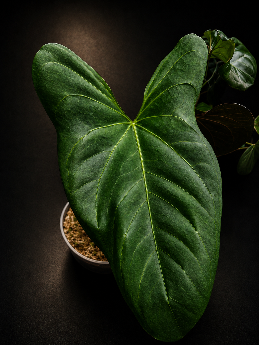 Anthurium Black Sweet mutated X CarlaxPapi Grimreaper seedlings