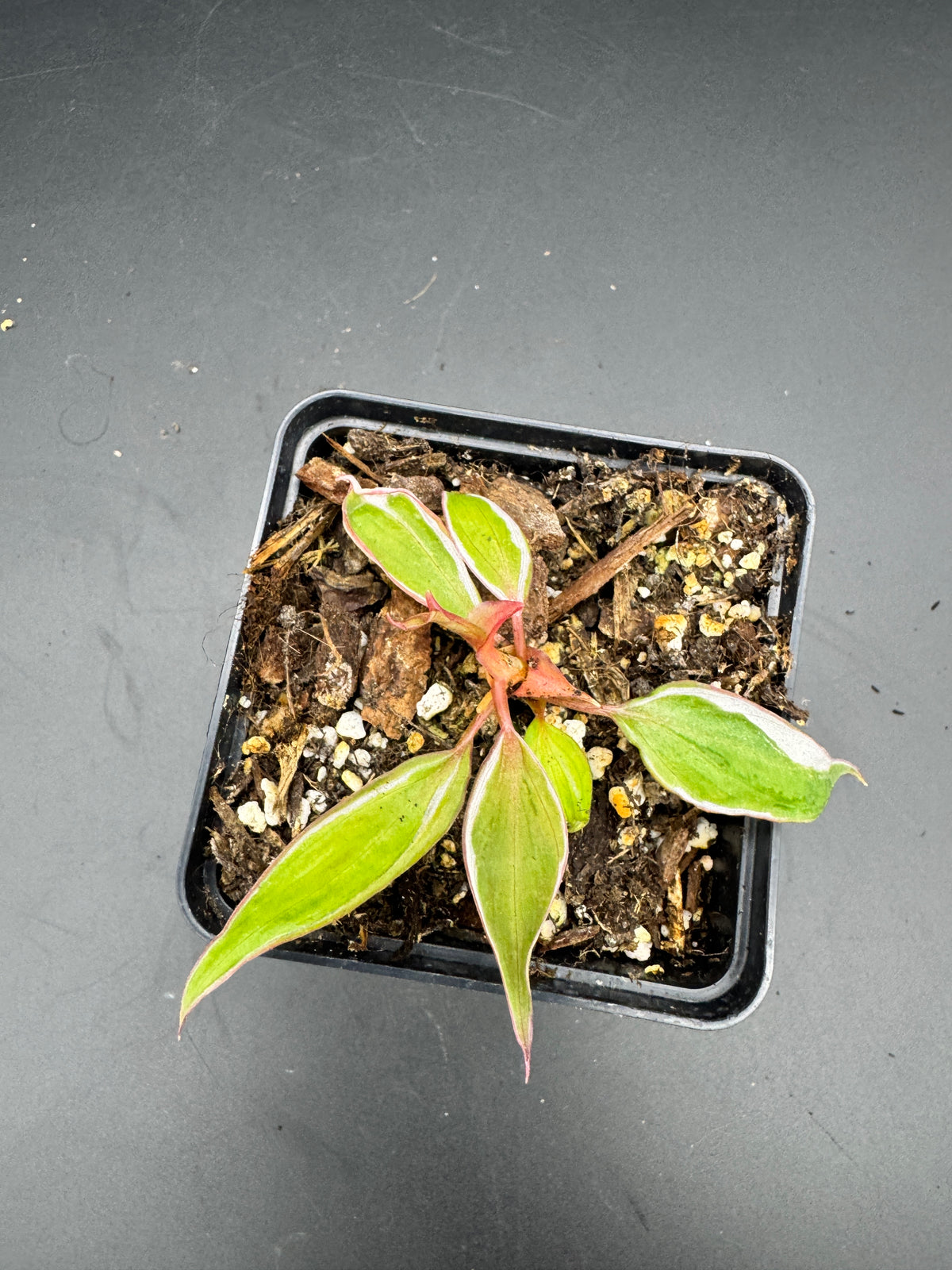 Philodendron micans velvet halo variegata