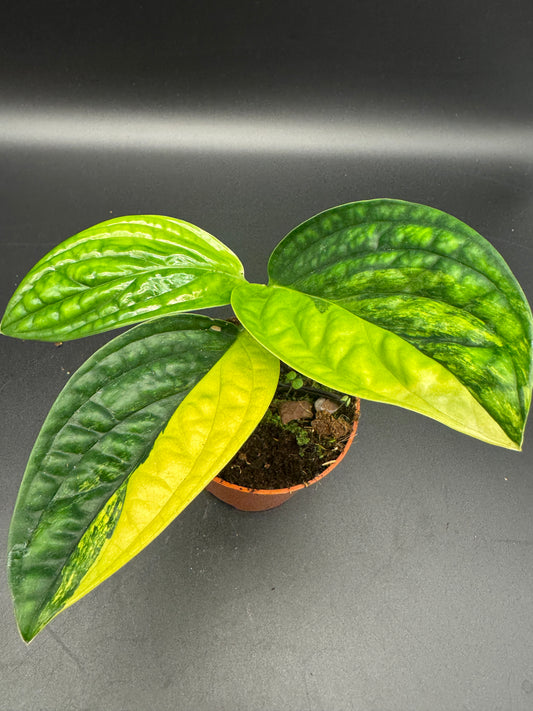 Monstera karstensnium Peru variegata