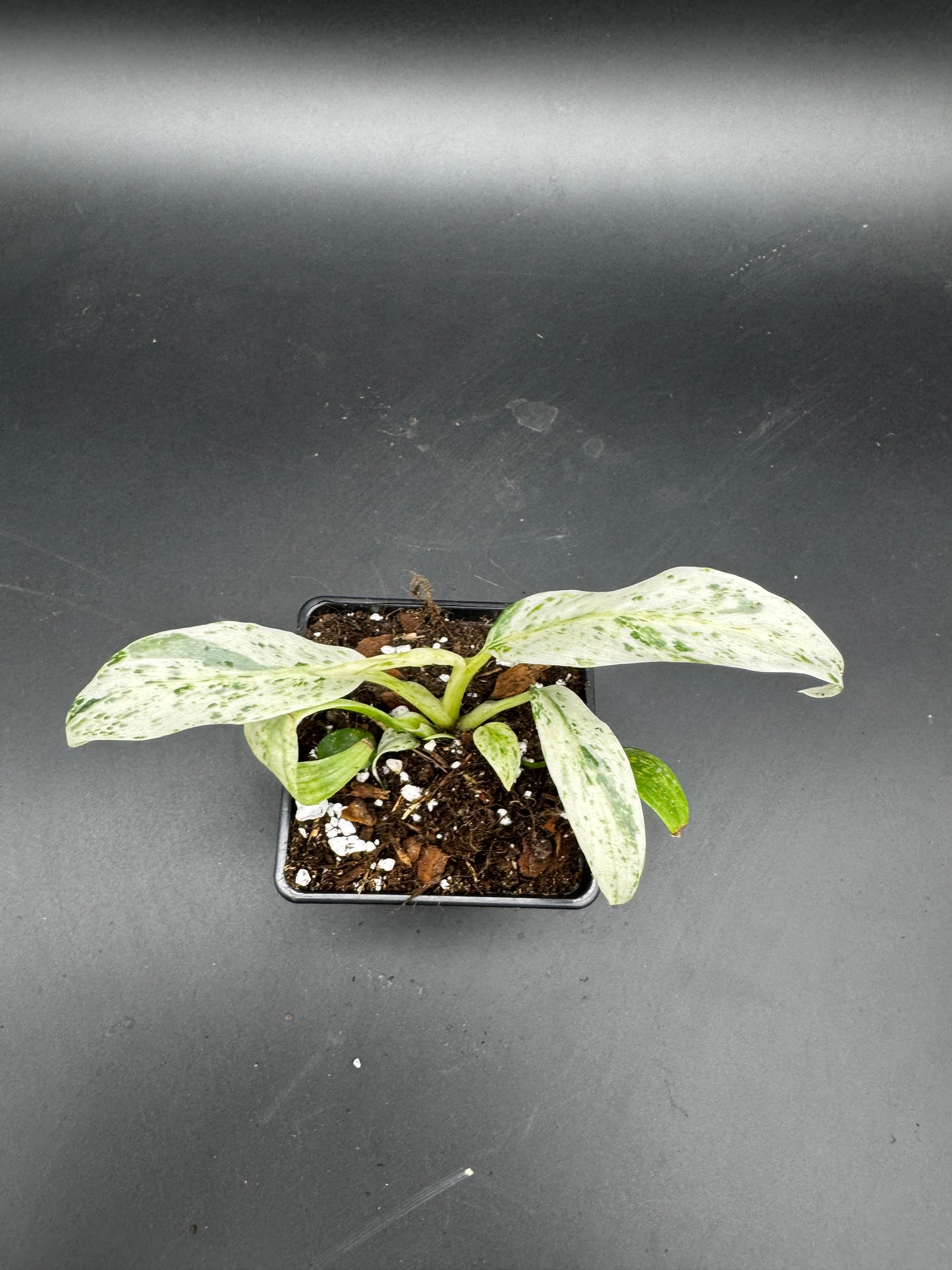 Rhaphidophora Puberula variegata