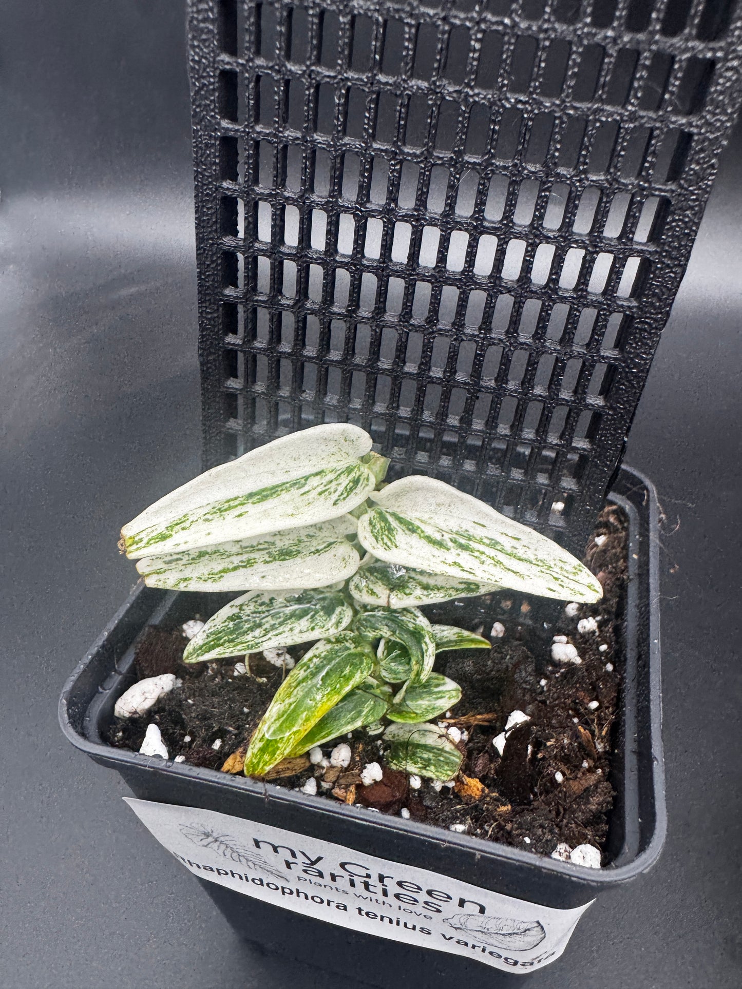 Rhaphidophora Tenuis Silver white Marble variegata