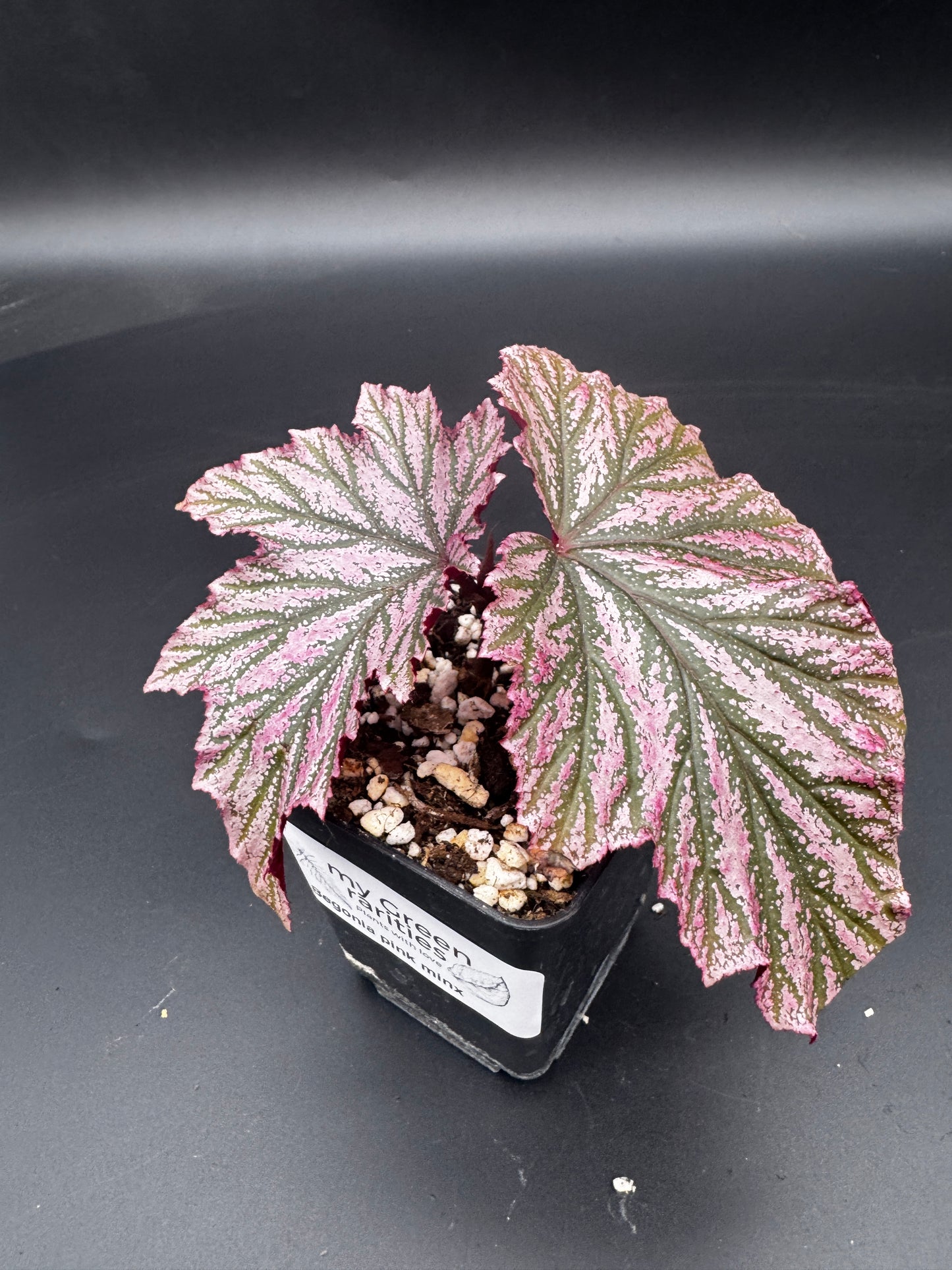 Begonia pink minx