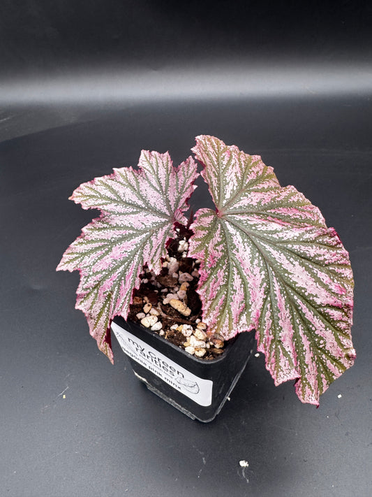 Begonia pink minx