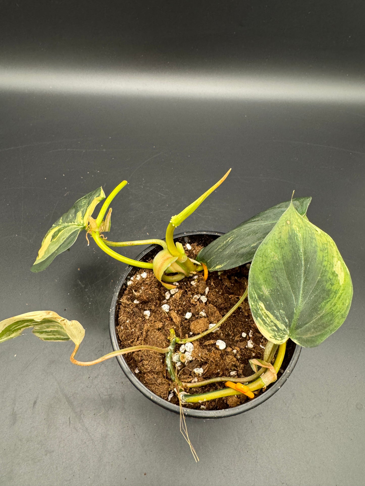 Philodendron micans variegata