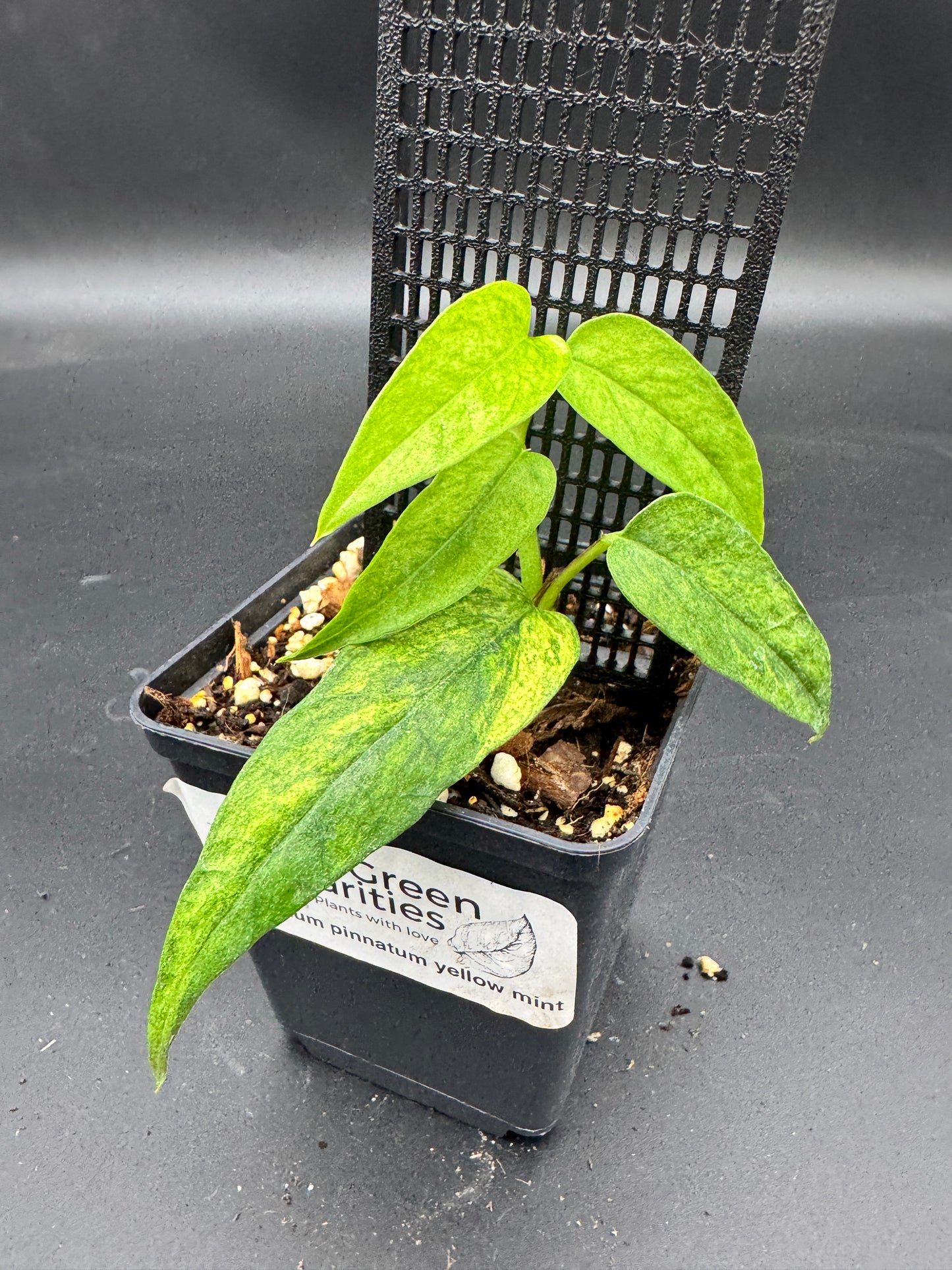 Epipremnum pinnatum yellow Mint variegata