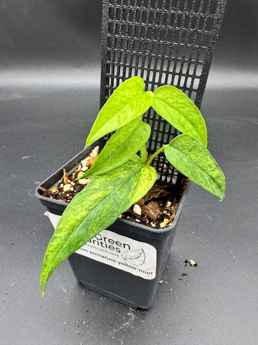 Epipremnum pinnatum yellow Mint variegata