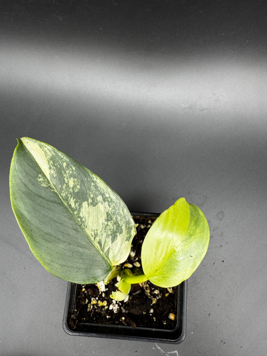 Philodendron Silver Sword variegata